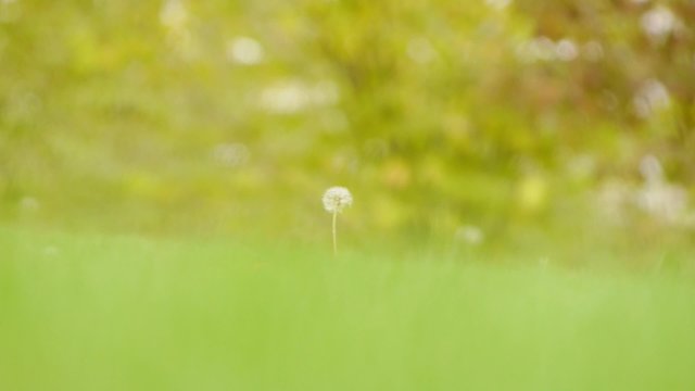 molinillo de viento / diente de le&oacute;n
