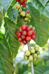 Coffee beans ripening on a tree.