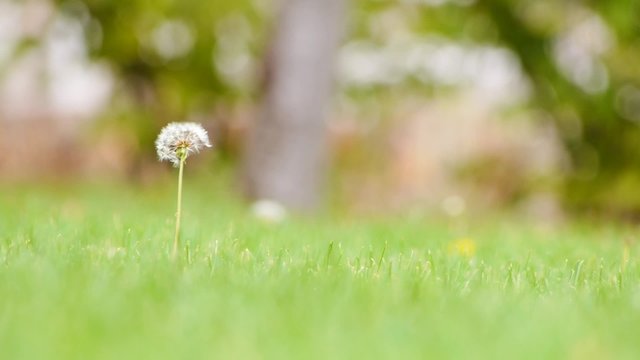 planta / diente de le&oacute;n, molinillo