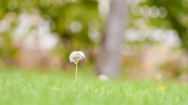 planta / diente de le&oacute;n, molinillo