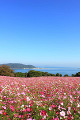 福岡　のこのしまアイランドパーク　コスモス畑