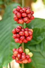 Coffee beans ripening on a tree.