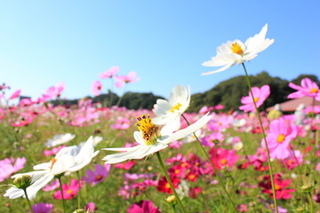 Obraz premium 福岡 西郷川花園 コスモス畑