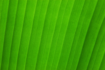 green leaf vein texture