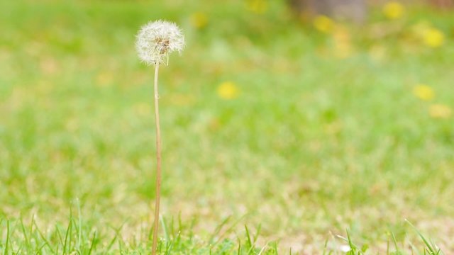 planta / diente de le&oacute;n, molinillo