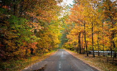 Naklejka na ściany i meble Autumn color illuminates the forest in late September.