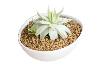 Potted Succulent isolated on white.