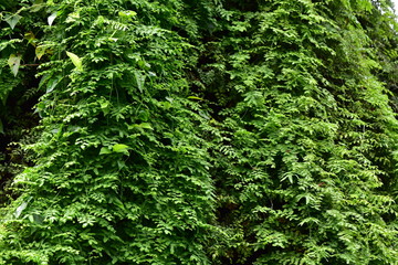 green nature background 