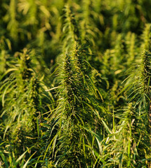 Hemp Plants