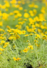 Fototapeta premium Dahlberg Daisy flowers. (Thymophylla Tenuiloba)