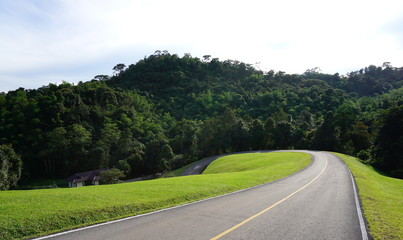 A road leading to the forest