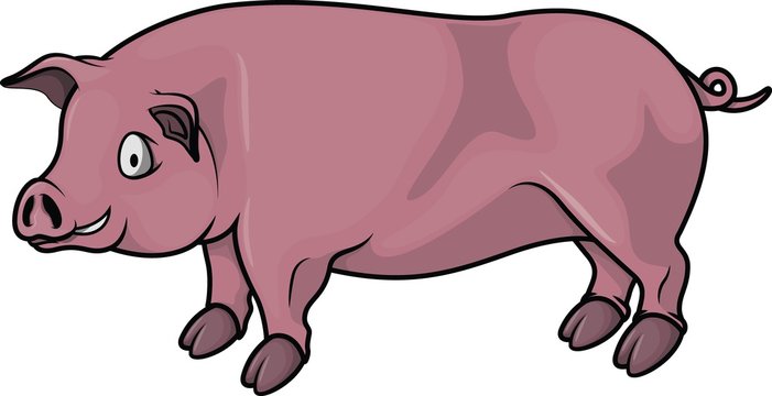 Pig cartoon illustration design