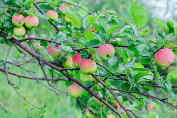 Red apples on the tree