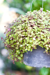 Callisia Repens, Turtle Vine or  Inch Plant potted plant.