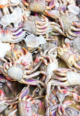 Fresh crab with ice.