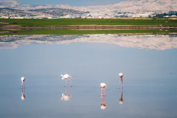 Papier Peint photo Lavable Flamant lovely flamingo birds with reflections walking in the Salt lake of Larnaca. Cyprus