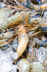 Fresh shrimps on ice.