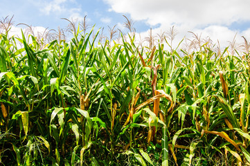 Obraz premium Corn Field