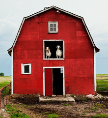 Two goats in a barn