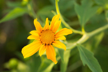 Tree marigold, Mexican tournesol, Mexican sunflower, Japanese su