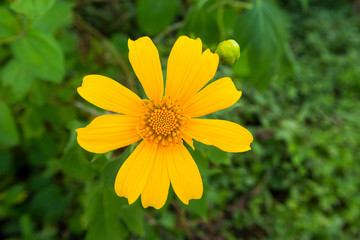 Tree marigold, Mexican tournesol, Mexican sunflower, Japanese su