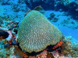 Naklejka na ściany i meble Stone coral, Island Bali