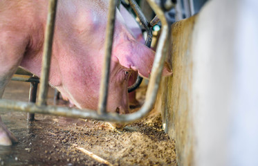 thai farm, the farm pigs, focus eye pig.