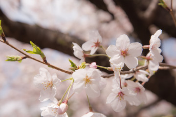 Fototapeta premium さくら SAKURA