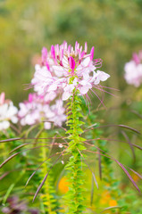 Pink And White Spider flower(Cleome hassleriana) in the garden

