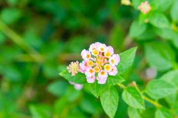 Summer flowers series, beautiful Lantana camara

