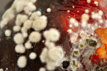 Mold Macro
