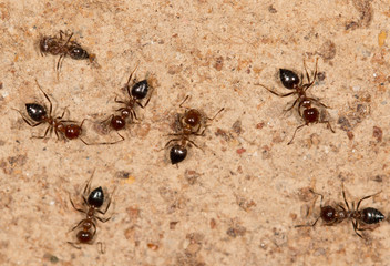 ants on a brown wall