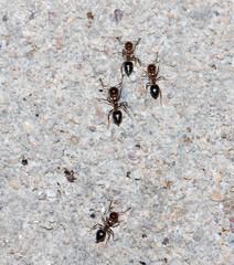 ants on a concrete wall close-up