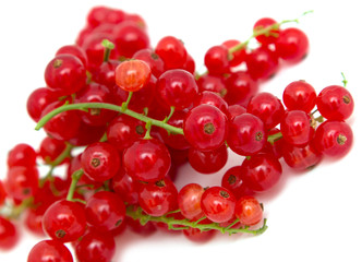 Ripe red currant on a white background