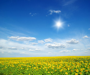 Obraz premium field of sunflowers