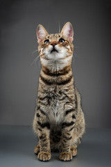 Cute Striped Tabby Kitten