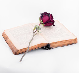 Rose and old book