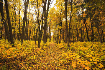 Obraz premium Forest