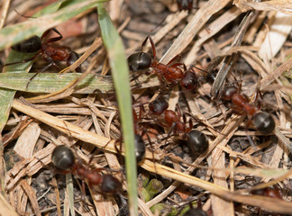 ants in the grass