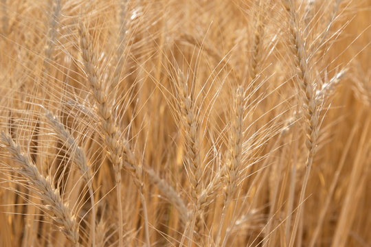 wheat field as background