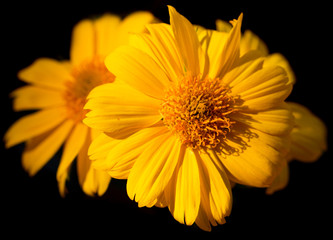 yellow flowers on a black background