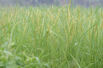 closed up the ear of rice in a field