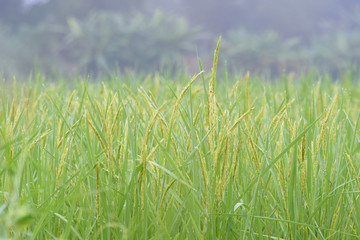 closed up the ear of rice in a field