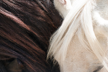 mane of white and black horse as a background