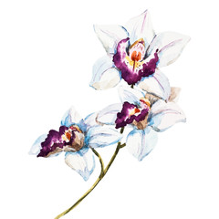 Watercolor orchid flowers © Zenina-Lembrik