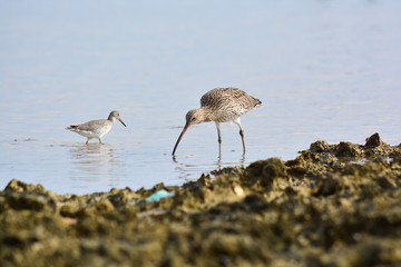 Great Snipe and Common Snine hunting. Low tide in the Red Sea