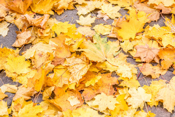 Autumn leaves in the street  