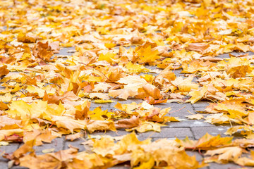 Autumn leaves in the street  