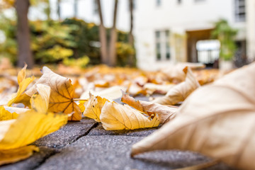 Autumn leaves in the street  