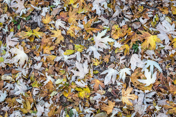 Autumn leaves in the street  